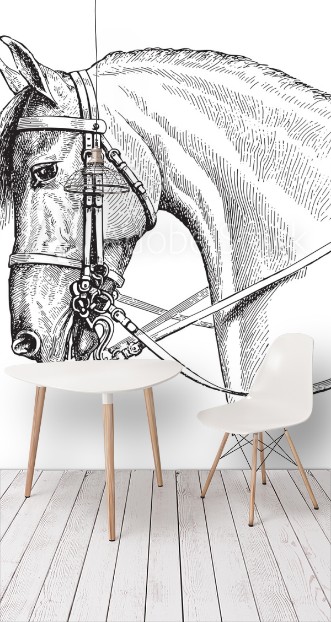 Picture of Horse head  vintage illustration